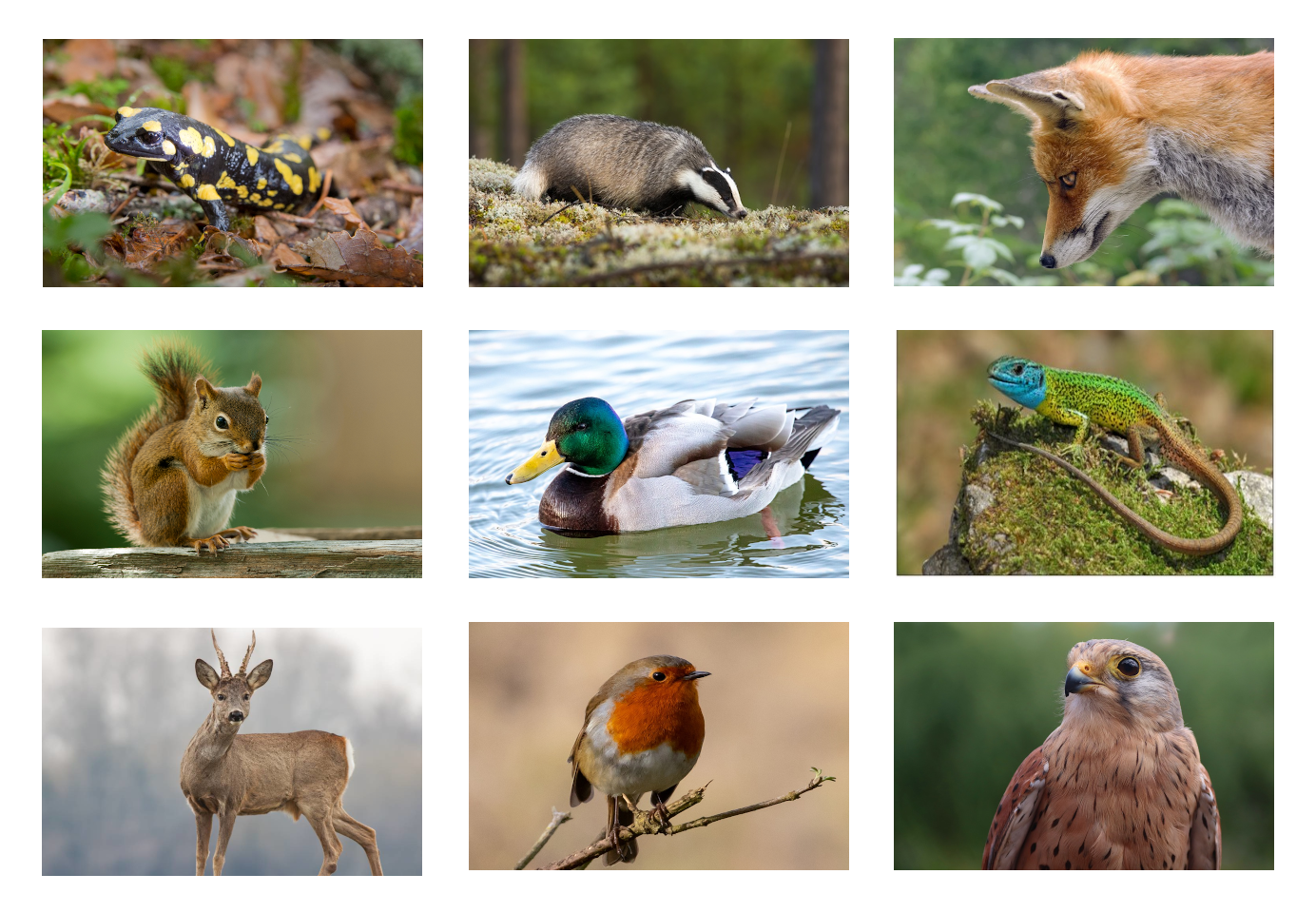 fotocomposición en un cuadrado de 3x3 en la que aparecen fotos de los siguientes animales: salamandra, tejón, zorro, ardilla, pato, lagarto, rebeco, petirrojo y azor