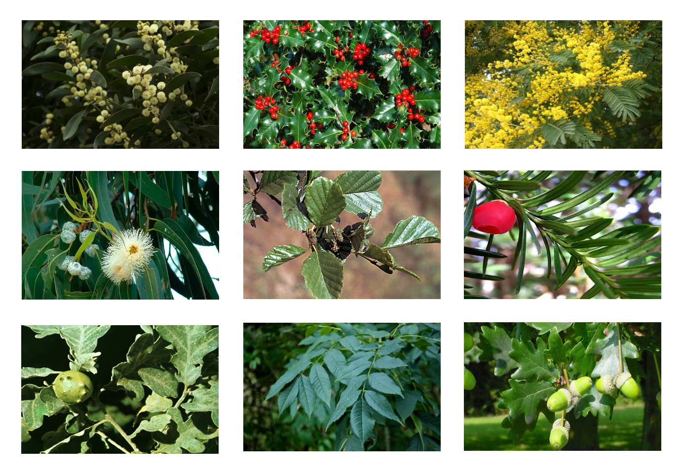fotocomposición en un cuadrado de 3x3 en la que aparecen fotos de los siguientes árboles: aliso, carrasco, mimosa, eucalipto, castaño, endrina, roble, fresno y majuelo