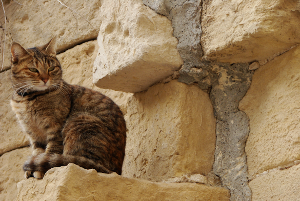 foto en la que se ve un gato común atigrado descansando tranquilamente en un muro de piedra caliza