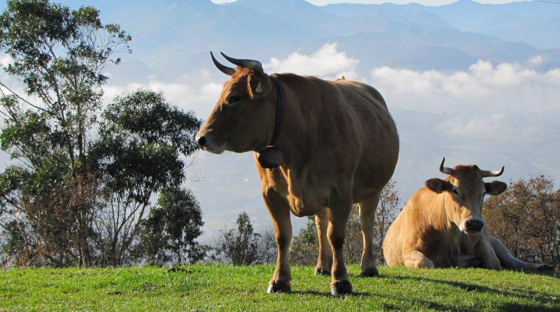 foto de dos vacas de color marrón (de la raza asturiana de los valles) pastando en un prado.
